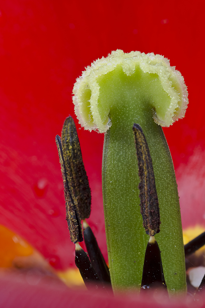  Tulpenstempel