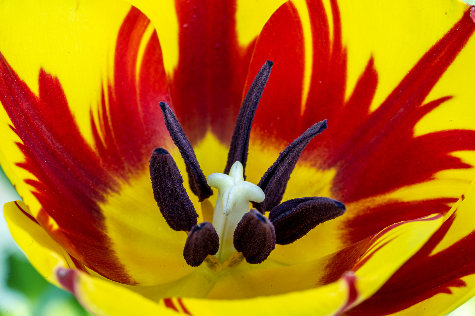 Tulpenstempel