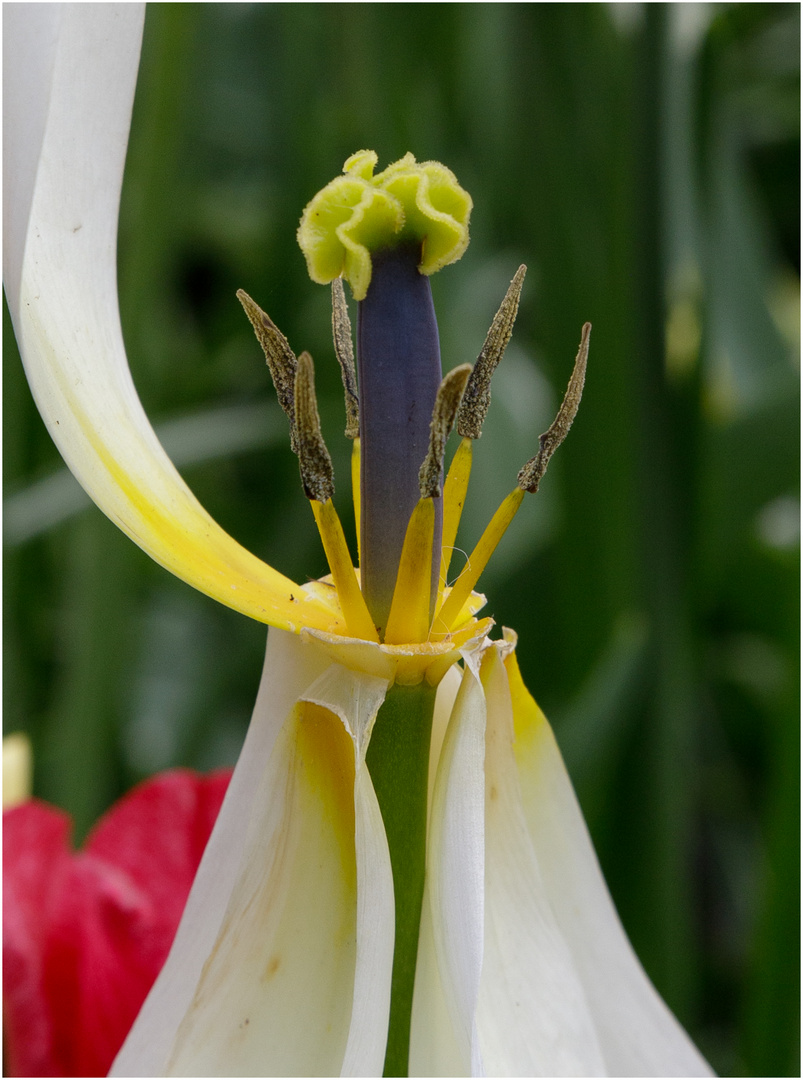 Tulpenstempel