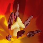 Tulpenstempel