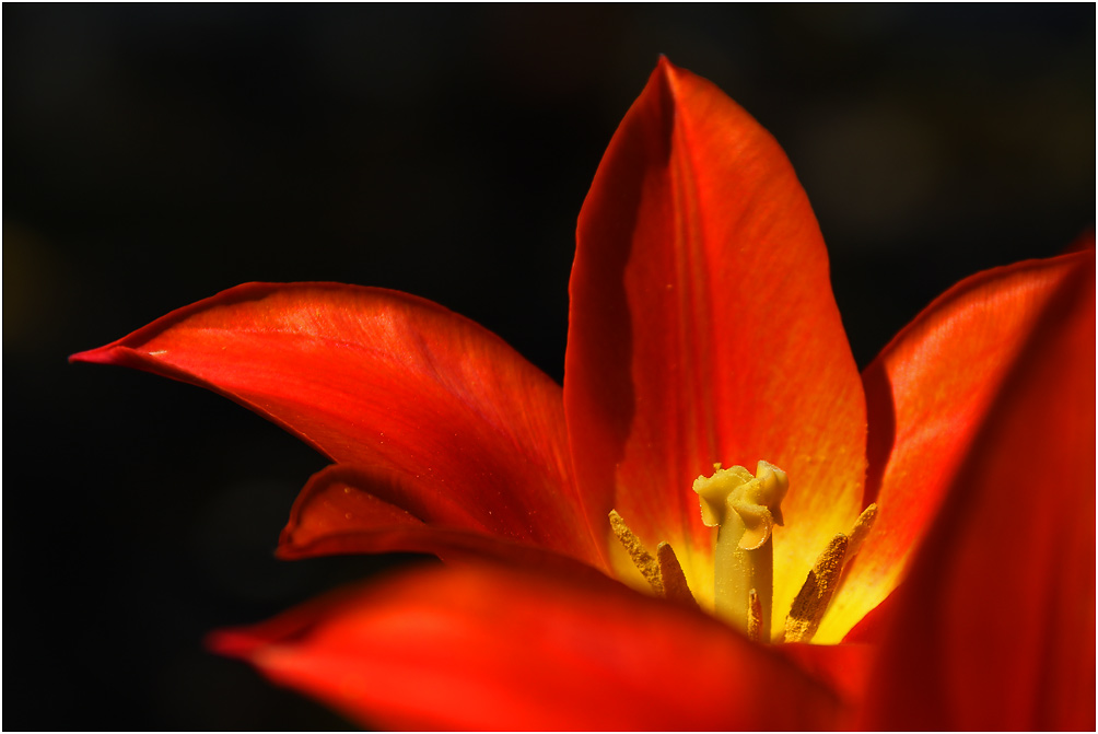 Tulpenstempel