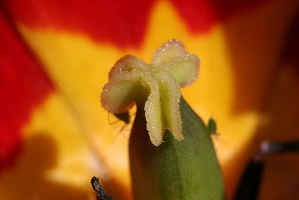 Tulpenstempel