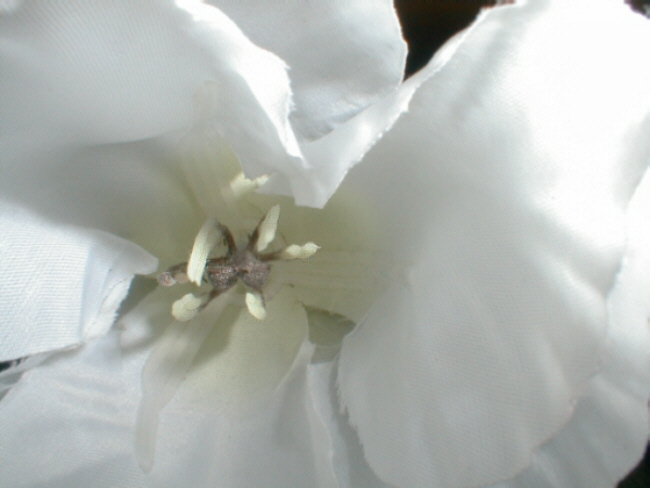 Tulpenstempel