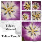 ...Tulpenstempel