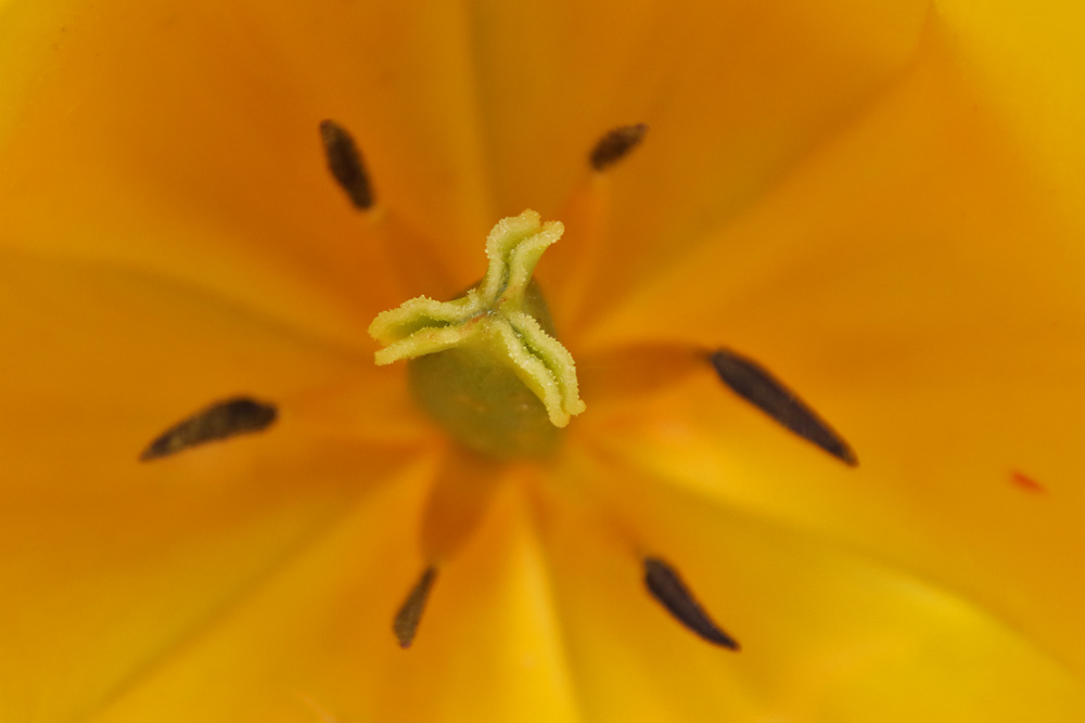 Tulpenstempel