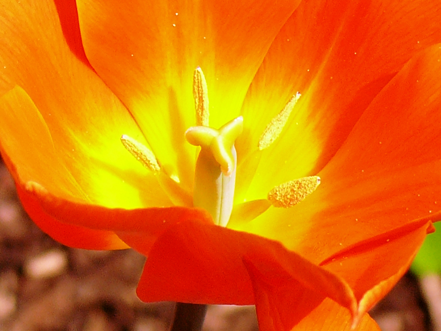 Tulpenstempel