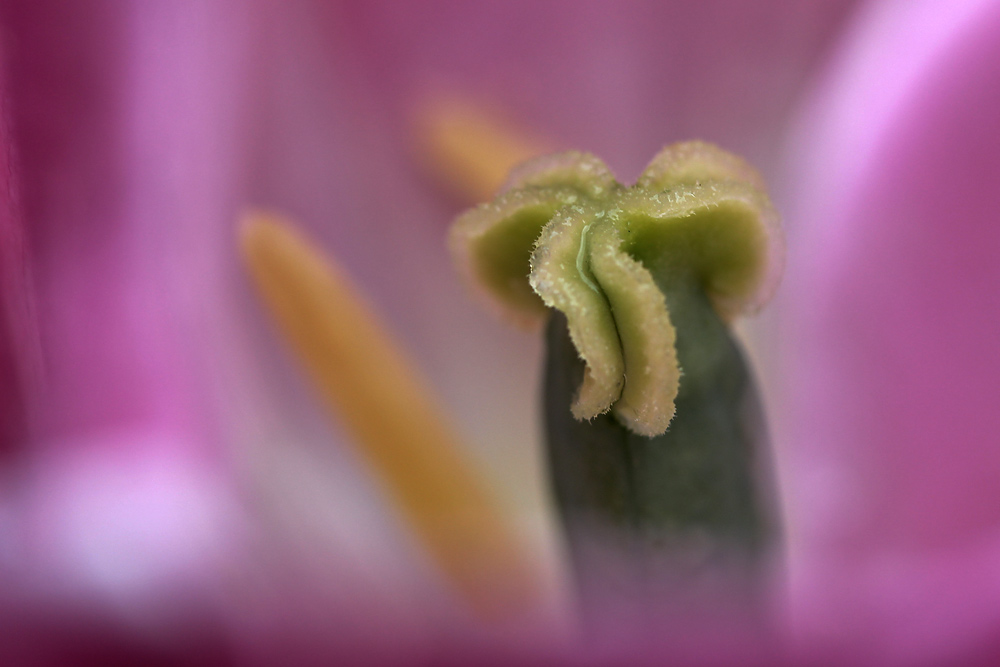 Tulpenstempel