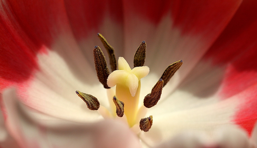 Tulpenstempel