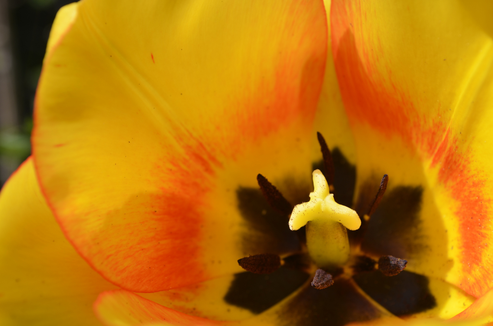 Tulpenstempel