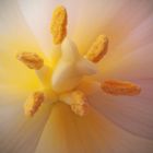 Tulpenstempel