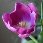 Tulpenstempel