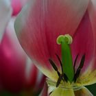 Tulpenstempel