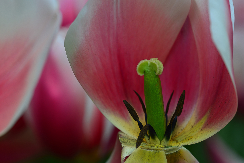 Tulpenstempel