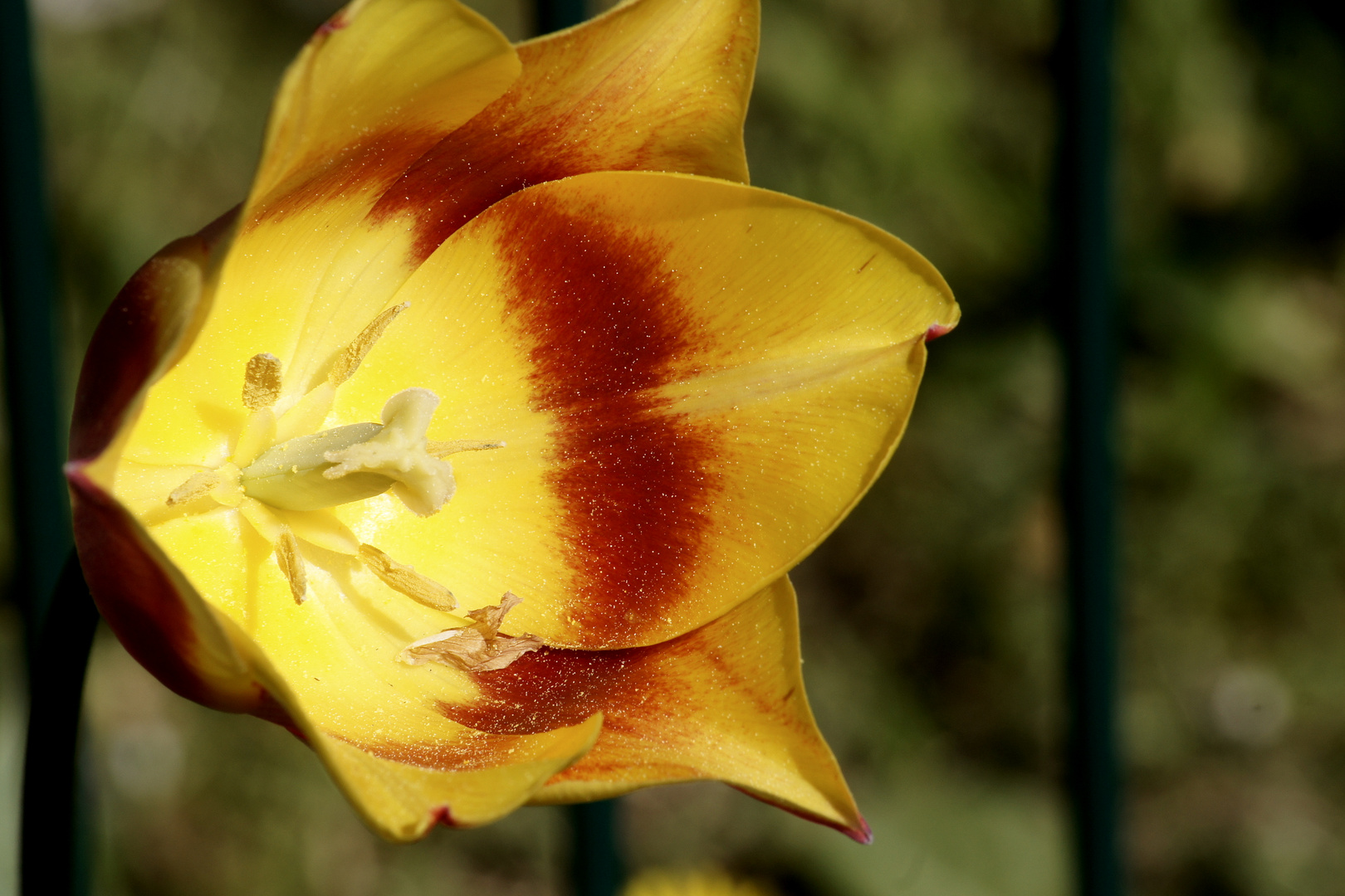 Tulpenstempel ganz nah