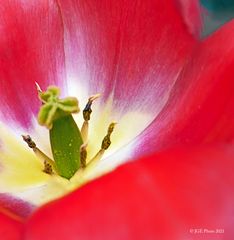 Tulpenstempel ganz nah