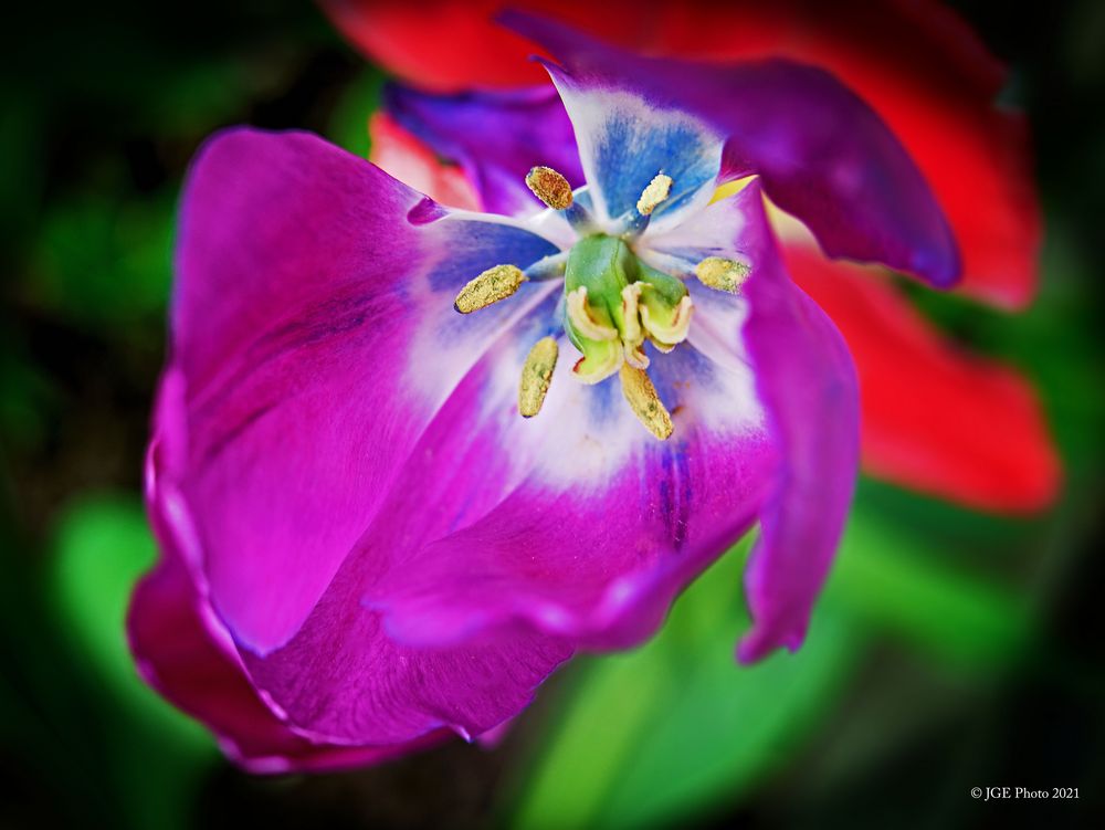 Tulpenstempel im Garten