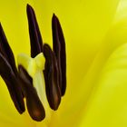 Tulpenstempel in gelb