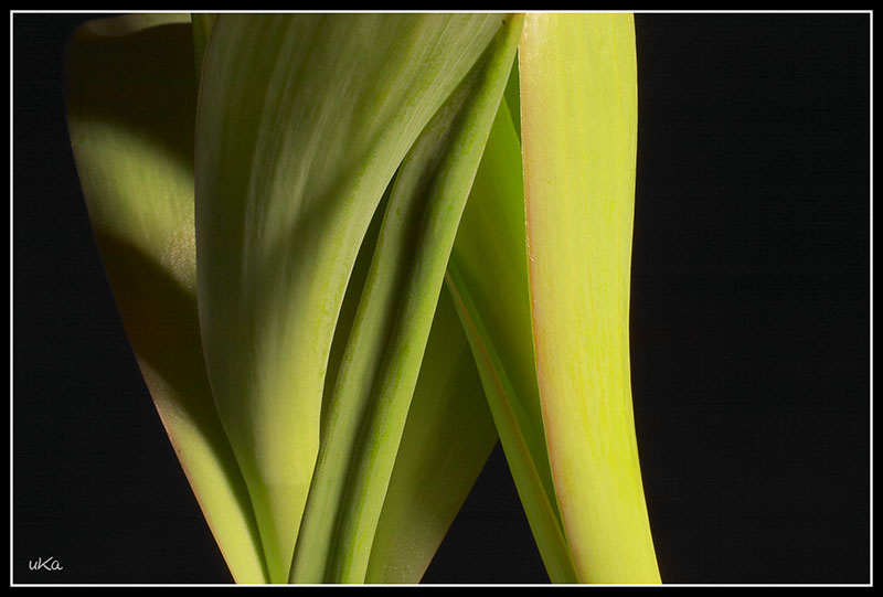 Tulpenstengel (02009)