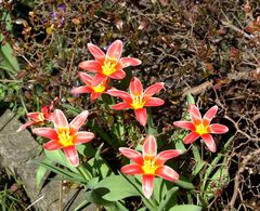 TulpenSterne