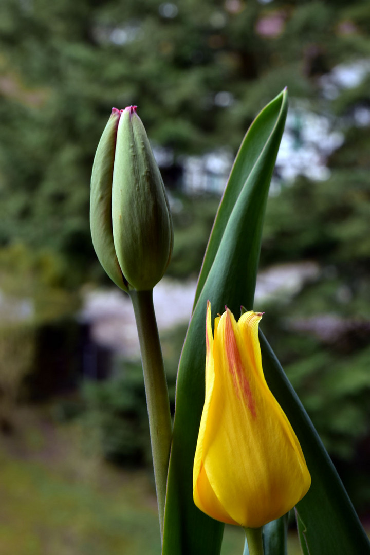 Tulpenstilleben