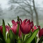 Tulpenstrauss