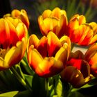 Tulpenstrauß am Fenster