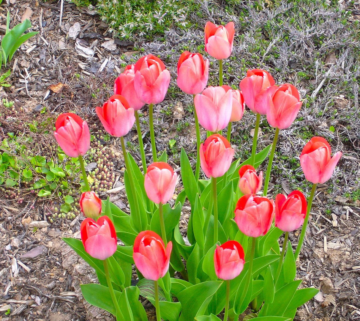 Tulpenstrauß