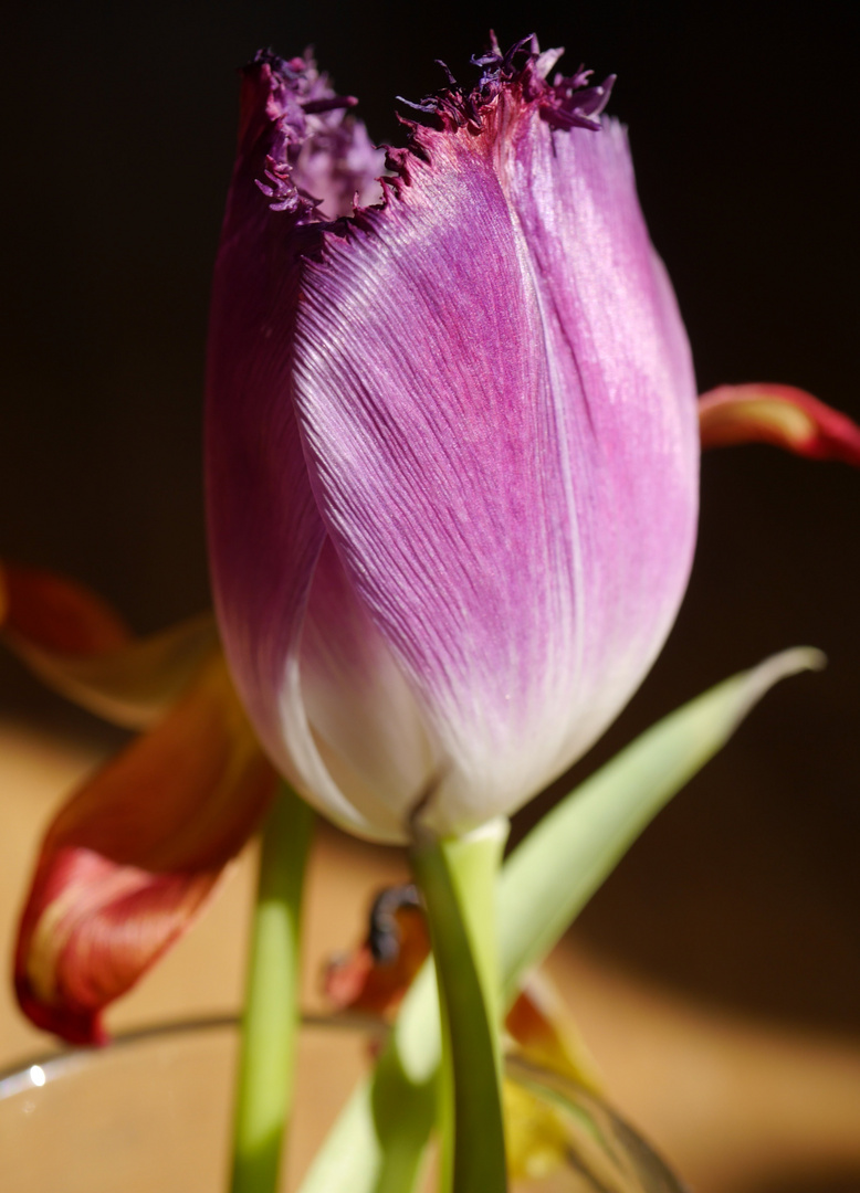 Tulpenstrauß (verblüht) - Impressionen 2