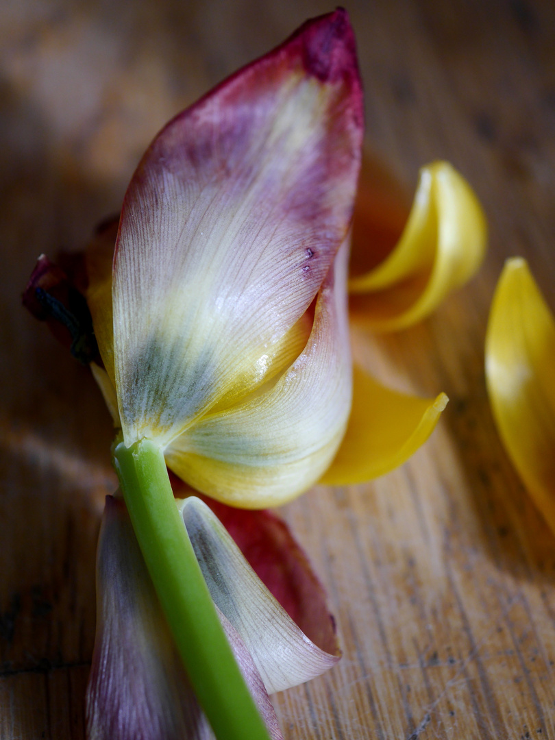 Tulpenstrauß (verblüht) - Impressionen 3