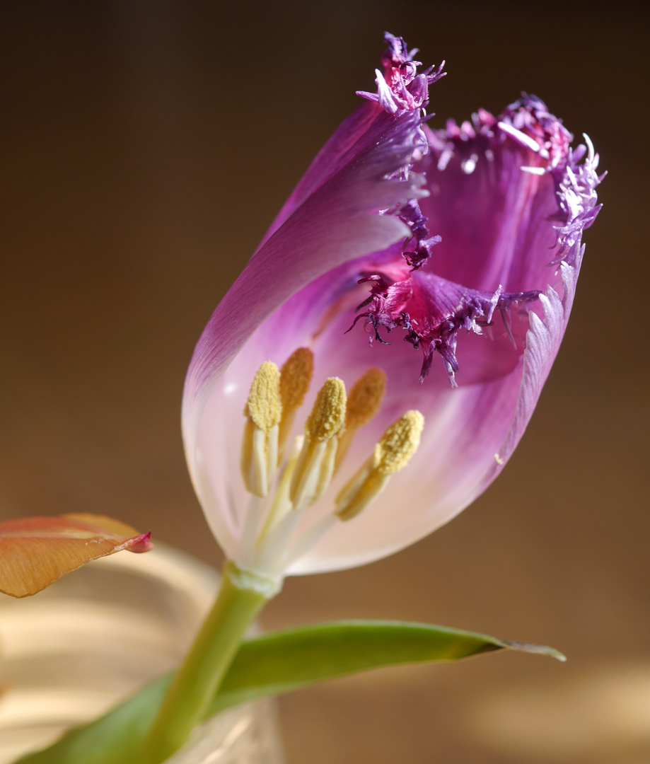 Tulpenstrauß (verblüht) - Impressionen 4