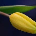 [ TulpenStudie 2 ]