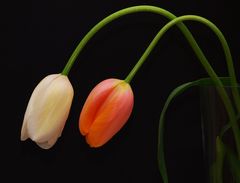 Tulpenstudie