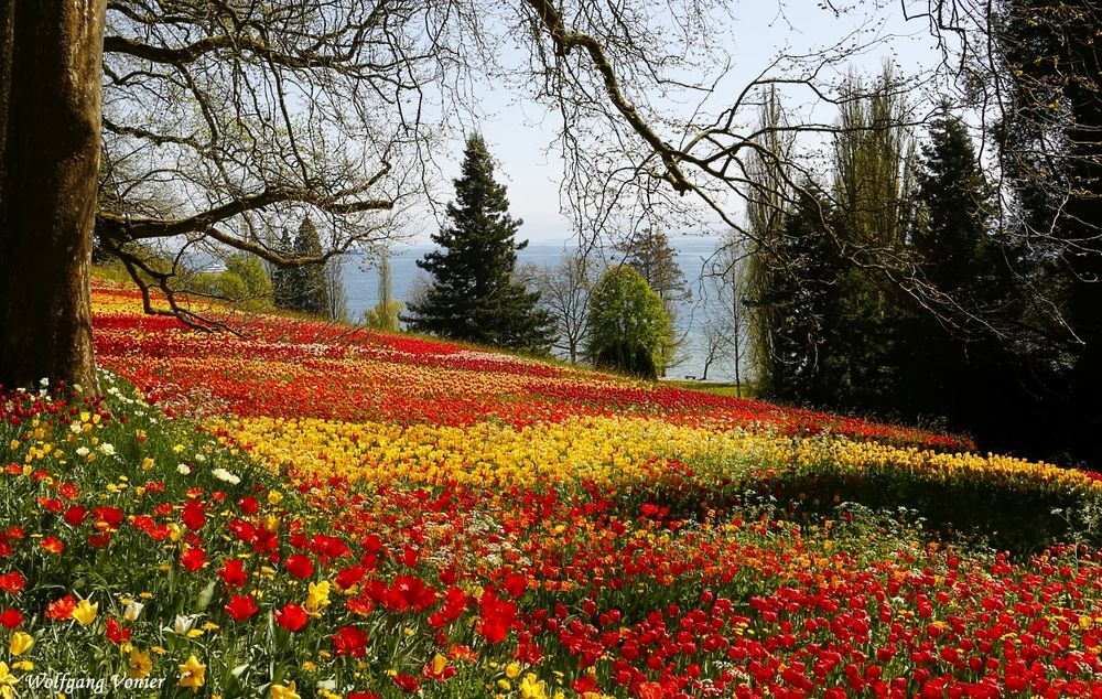 Tulpenteppich auf der Insel Mainau II