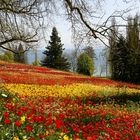 Tulpenteppich auf der Insel Mainau II