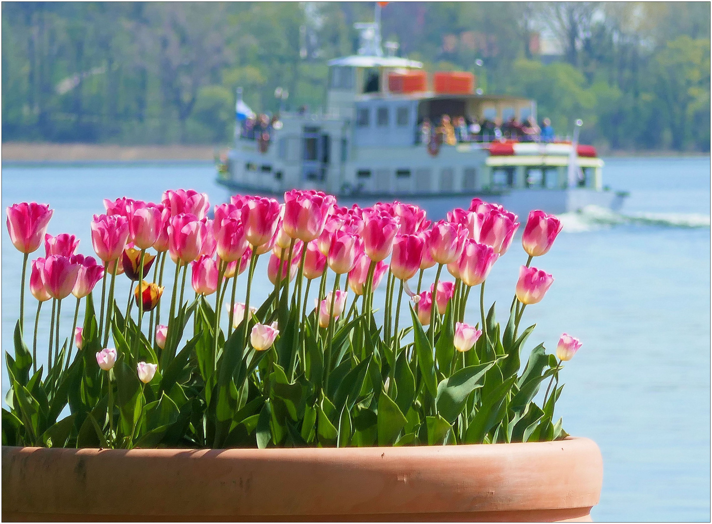 Tulpentopf mit Boot auf dem Chiemsee