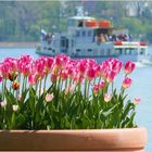 Tulpentopf mit Boot auf dem Chiemsee