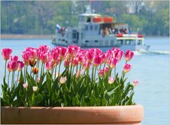 Tulpentopf mit Boot auf dem Chiemsee