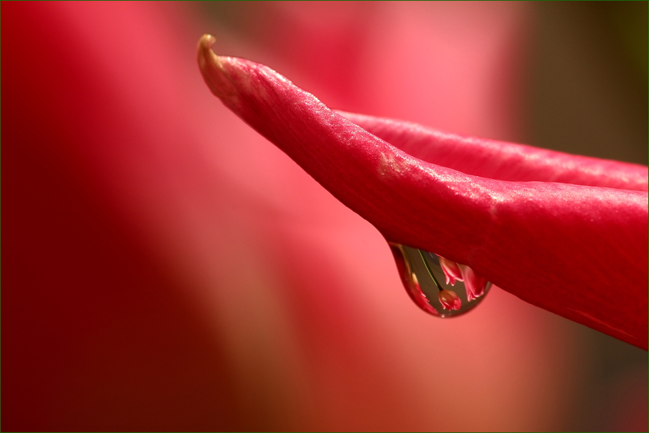 Tulpenträne