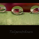 Tulpentränen