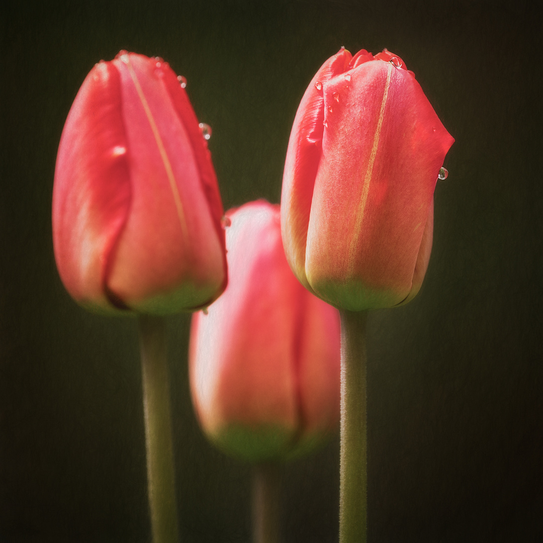 ... Tulpentränen ...