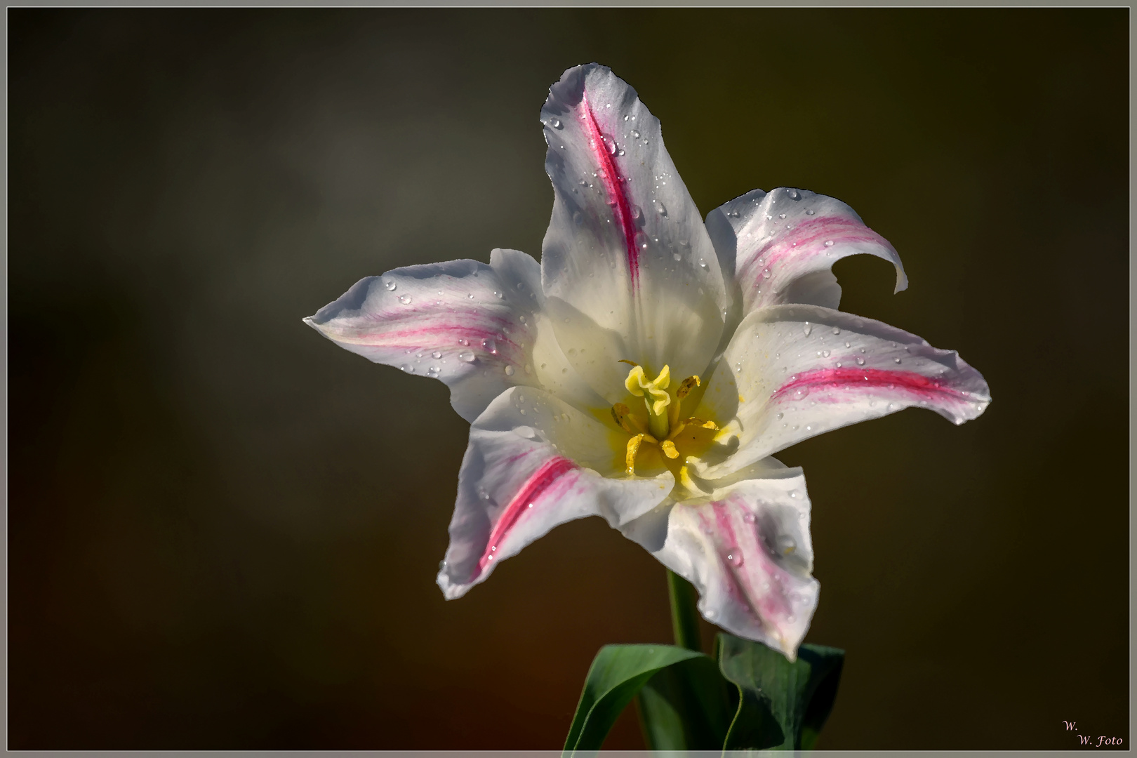 Tulpentränen