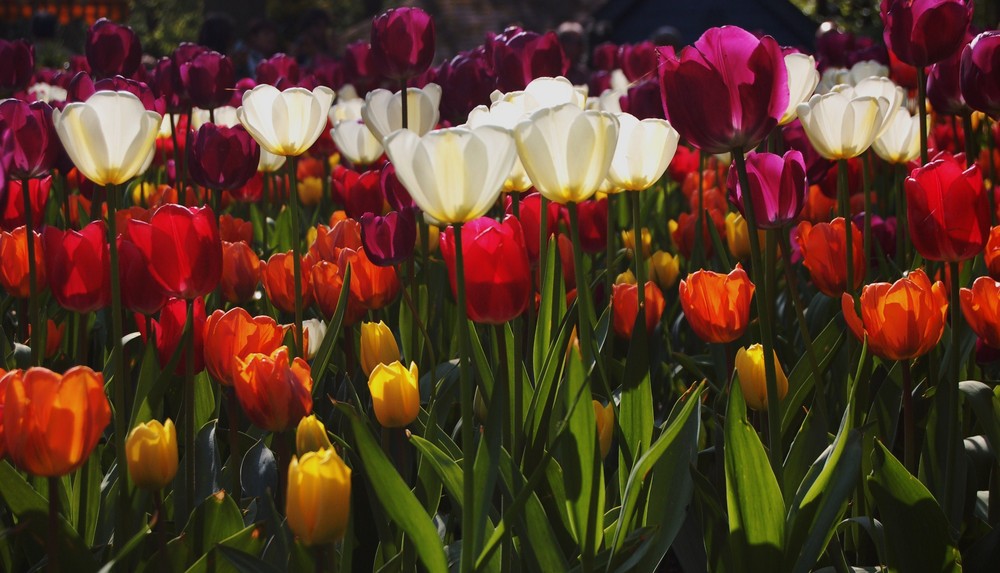 Tulpentransparent im Keukenhof