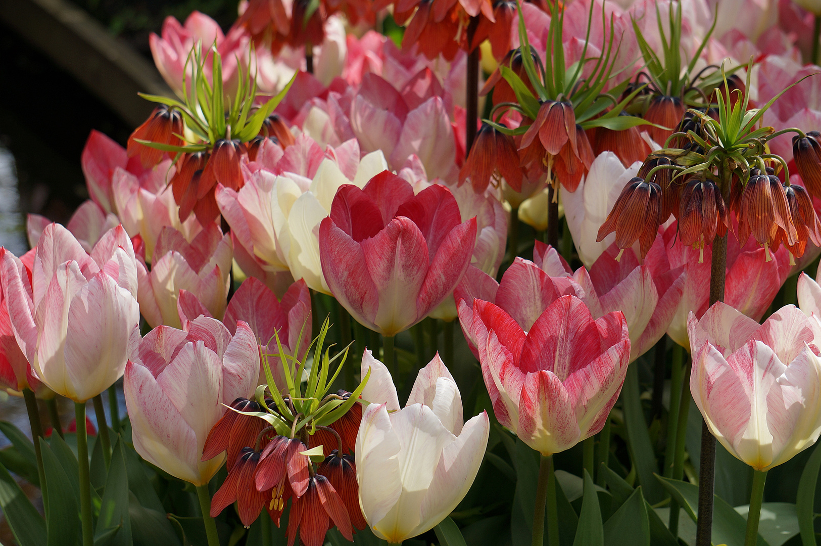 Tulpentraum im Keukenhof