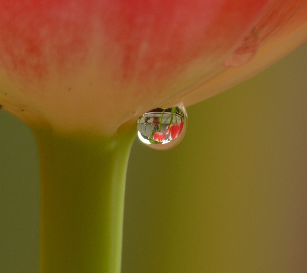 Tulpentröpfchen