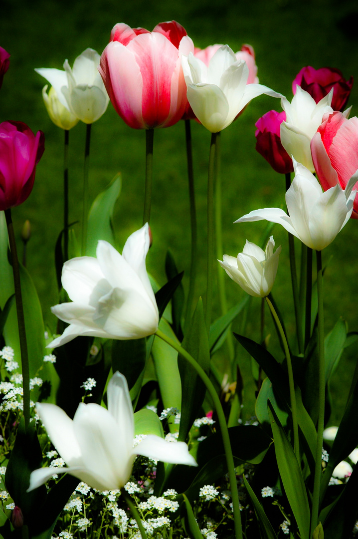 Tulpen/Tulipes