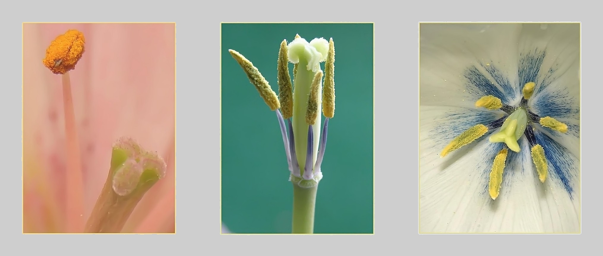 Tulpenvariation