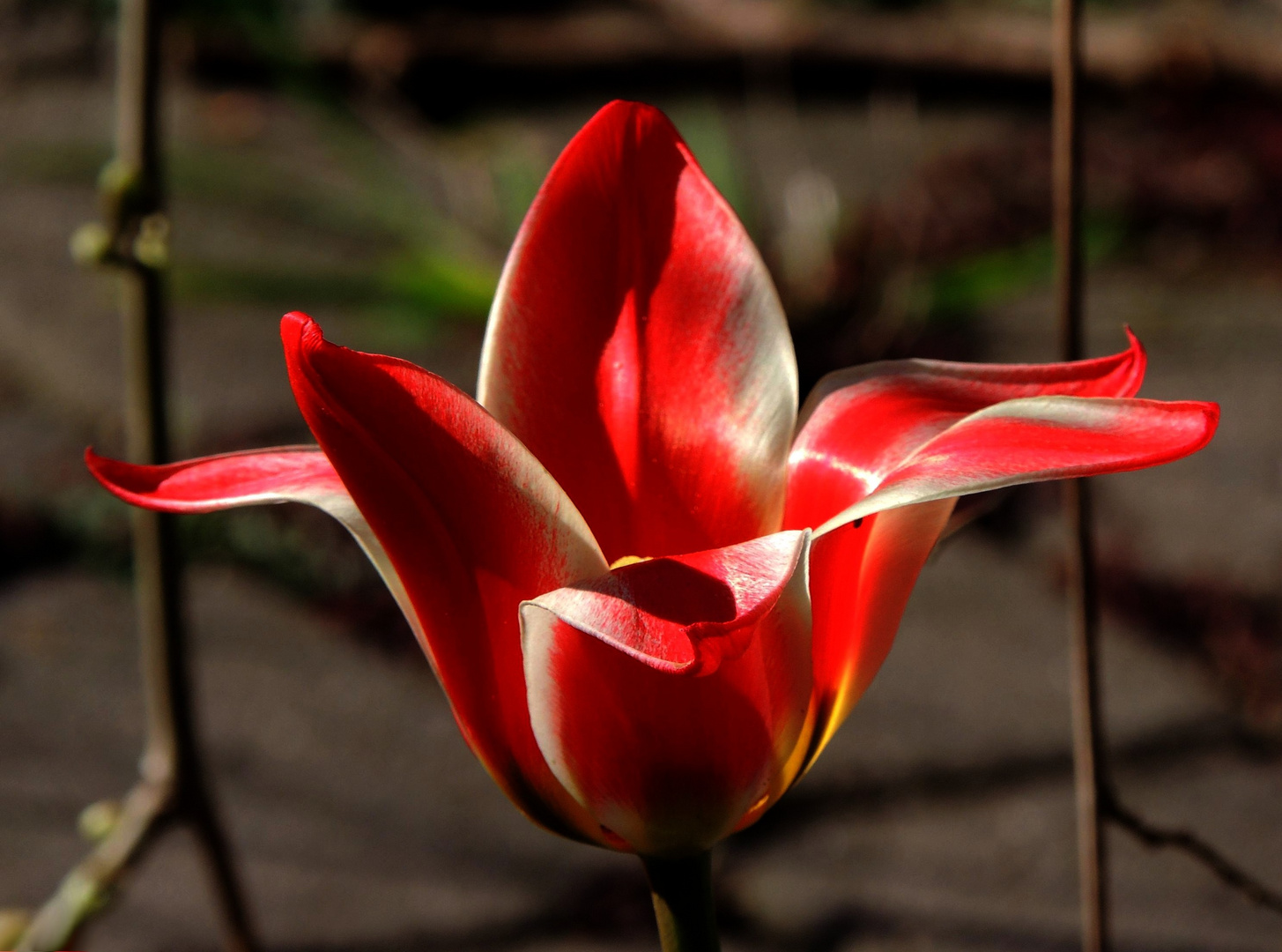 Tulpenvariation I