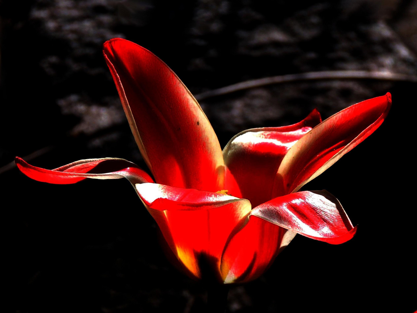 Tulpenvariation II