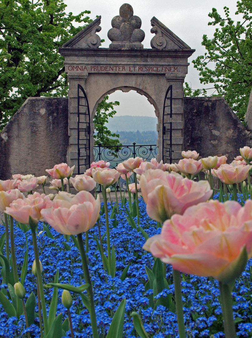 Tulpen+Vergissmeinicht