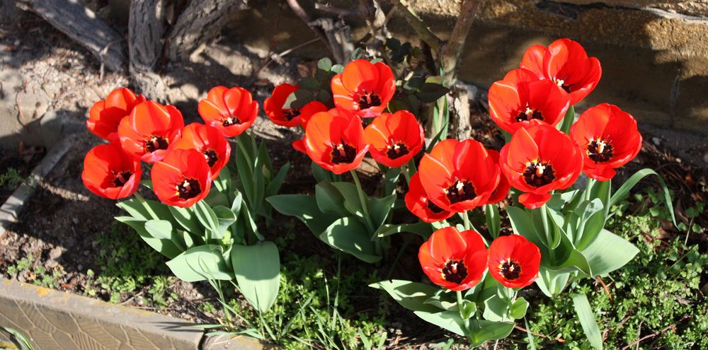 Tulpenversammlung am Rosenstock